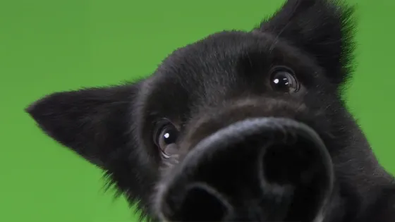 Close up of a black dog